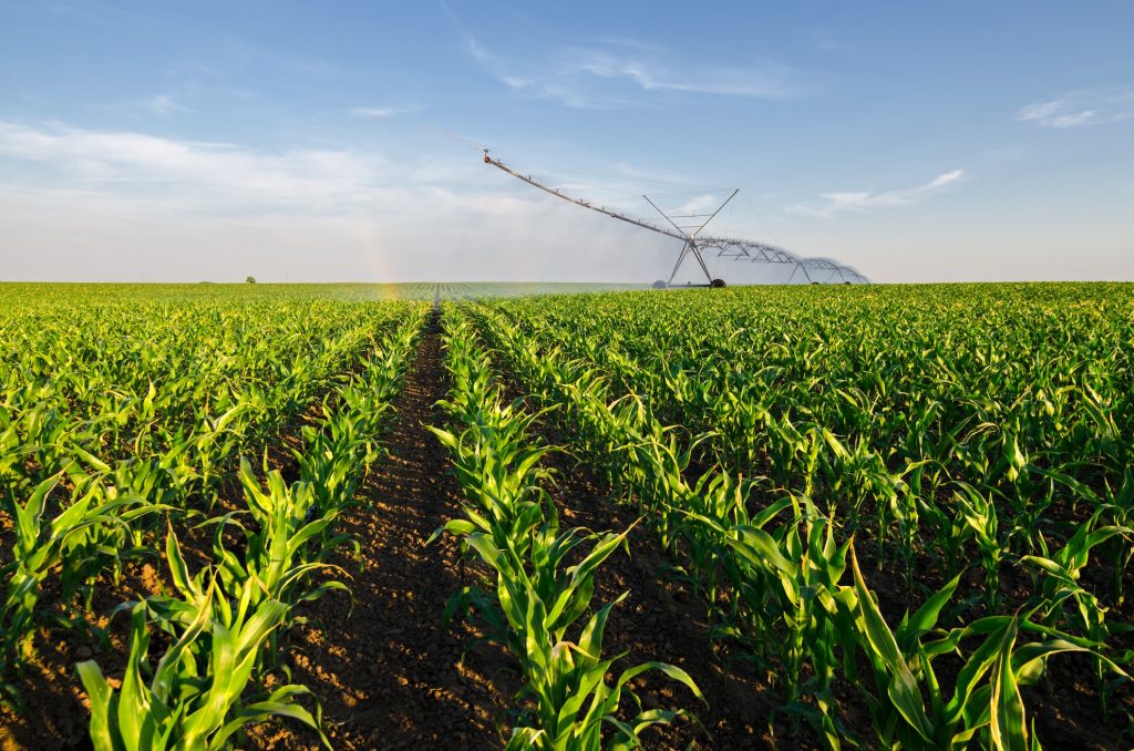 Agricultural irrigation system watering corn field on sunny summer day.