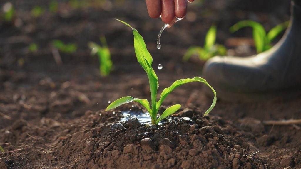 The farmer works in the irrigation corn passionate about agriculture. agriculture a business concept. hand sprout is watering on the corn. hand farm farmer watering green corn sprout irrigation